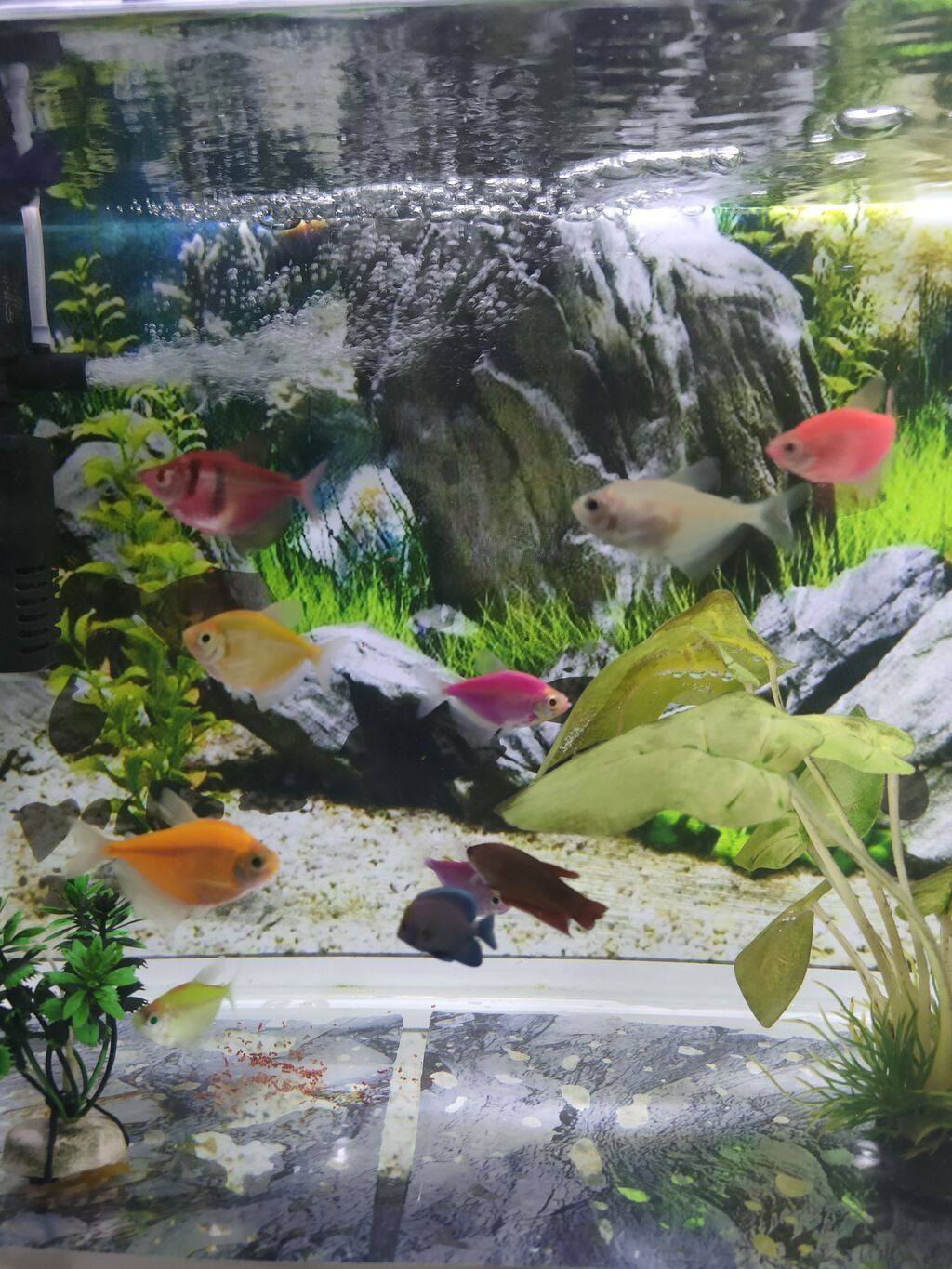 Şüşə akvarium 17 eded Glofish balığı renga reng 2 dekor bezekli — Heyvanlar, Gəncə (3)