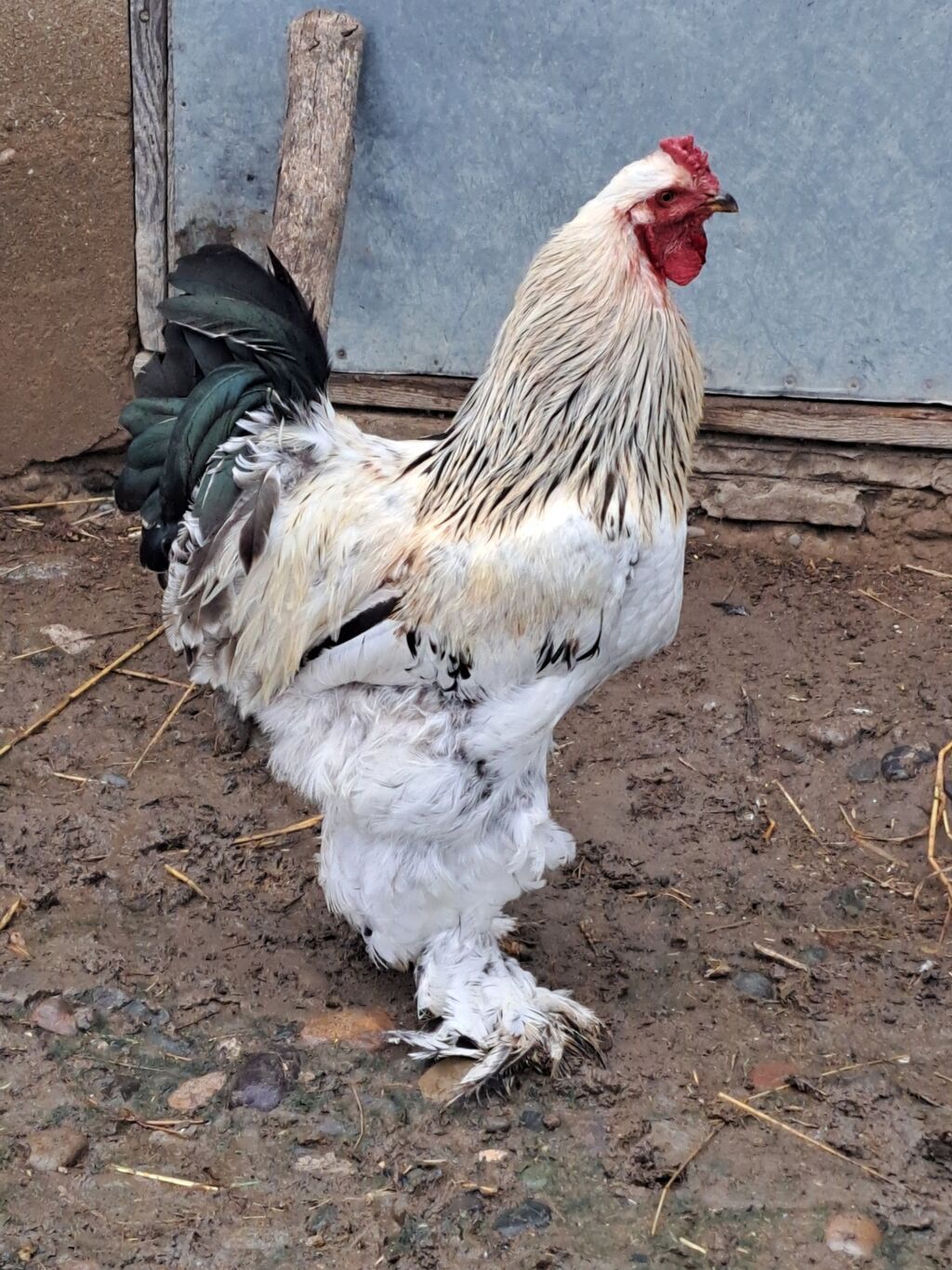 Brama xoruzlar iksi bir yerdə 120-manat göz qabağındadılar vhatsappta — Quşlar, Cəlilabad (2)