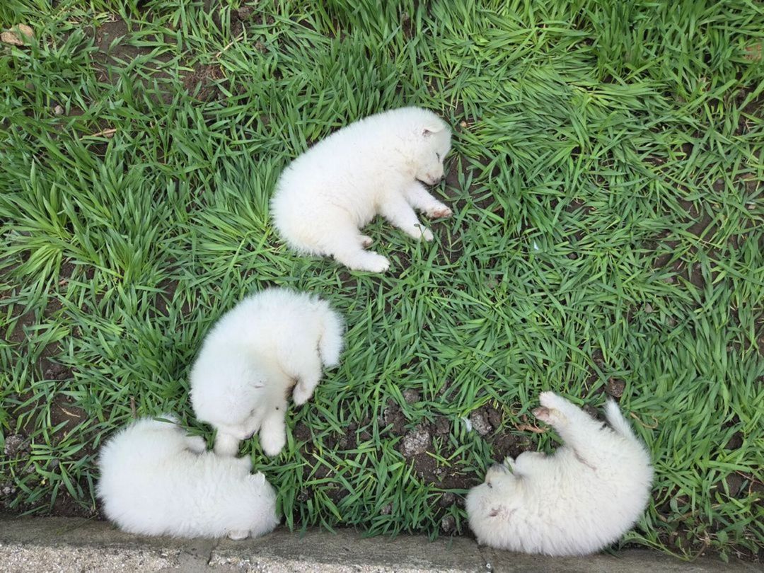 Samoyed — Heyvanlar, Bakı (2)