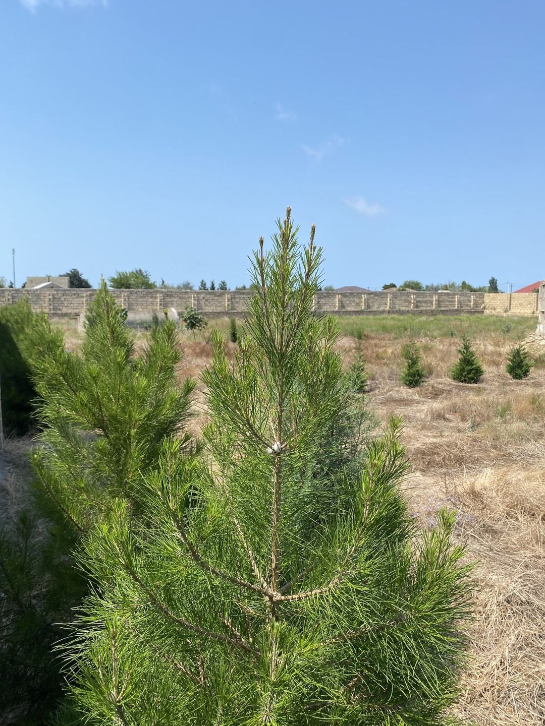 Satılır torpaq 12 sot — Torpaq, Bakı (4)