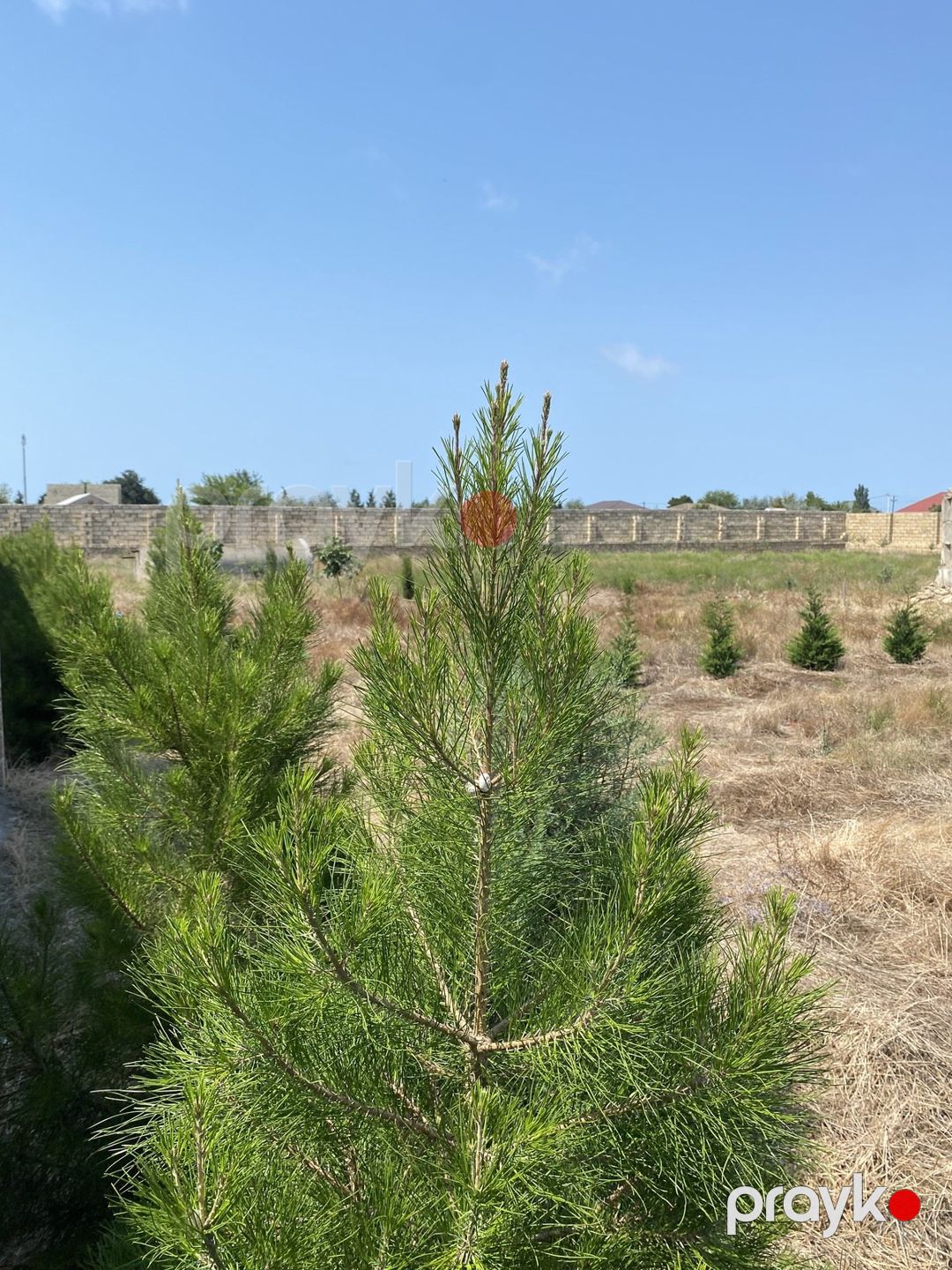 Satılır torpaq 12 sot — Torpaq, Bakı (6)