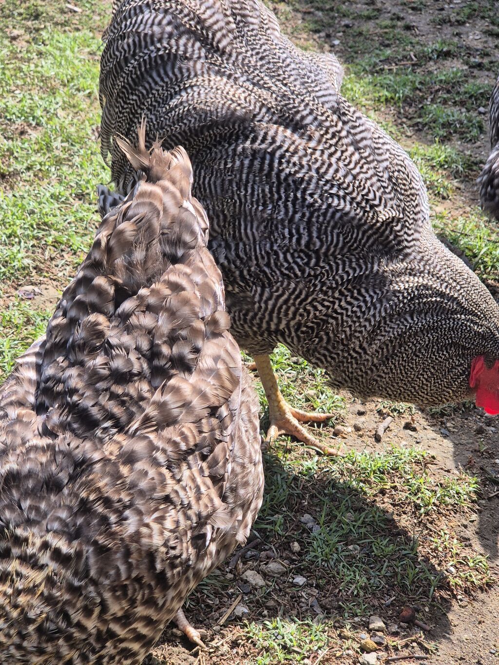 Toyuq, Yumurtalıq, Ödənişli çatdırılma — Heyvanlar, Bakı (7)