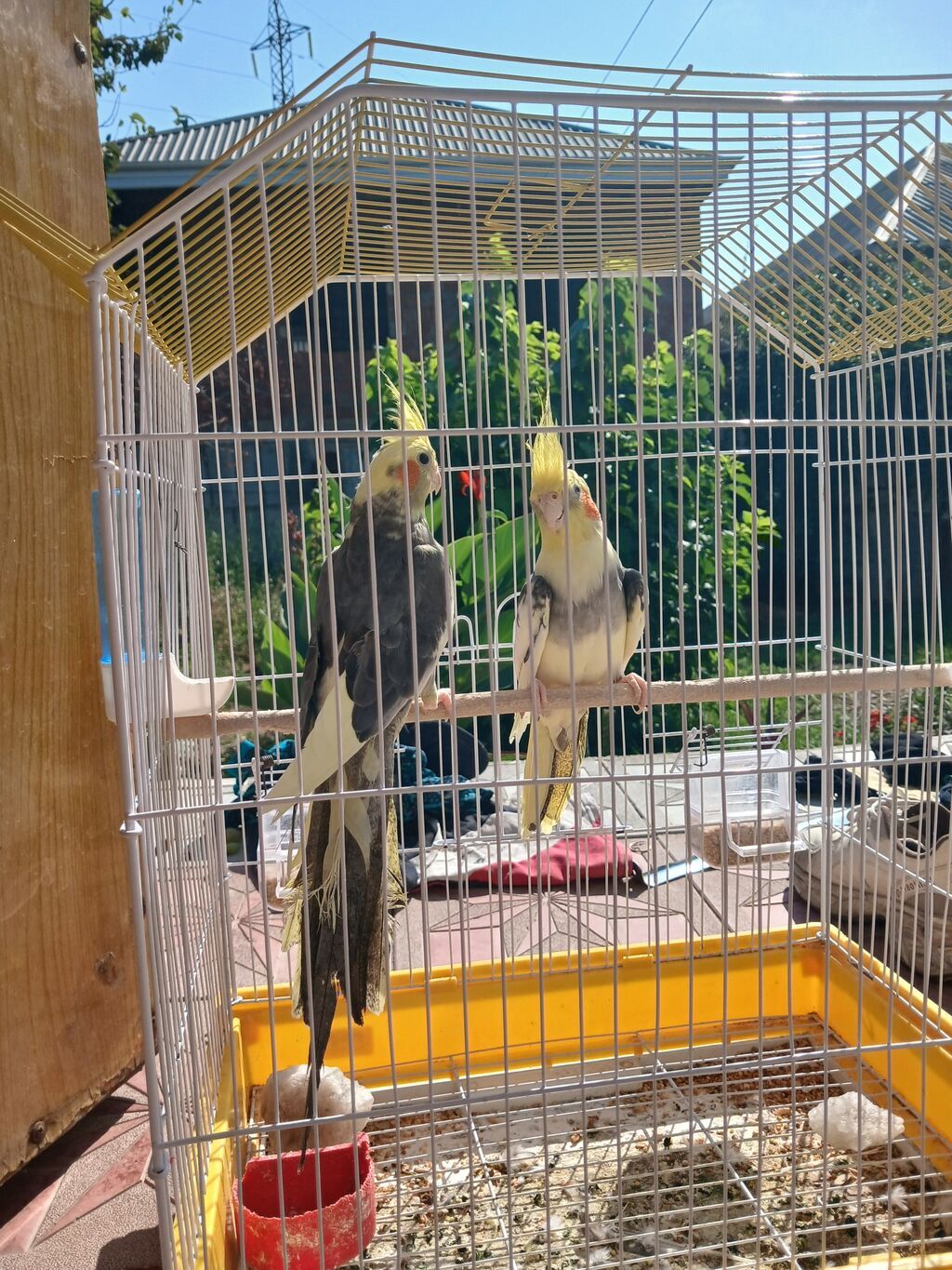 Nimfa papuqayları (cüt) - Növ: Nimfa (Cockatiel) – başında sarı ibik — Quşlar, Sumqayıt (2)