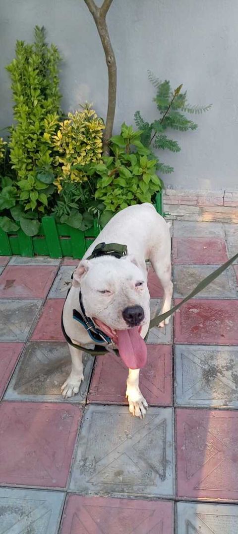 Pitbul — Bakı