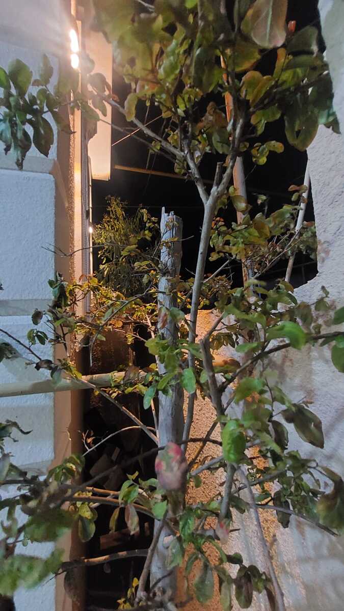 Satılır 2 otaqlı həyət evi/bağ evi 60 m² — Ev, villa, Bakı (4)