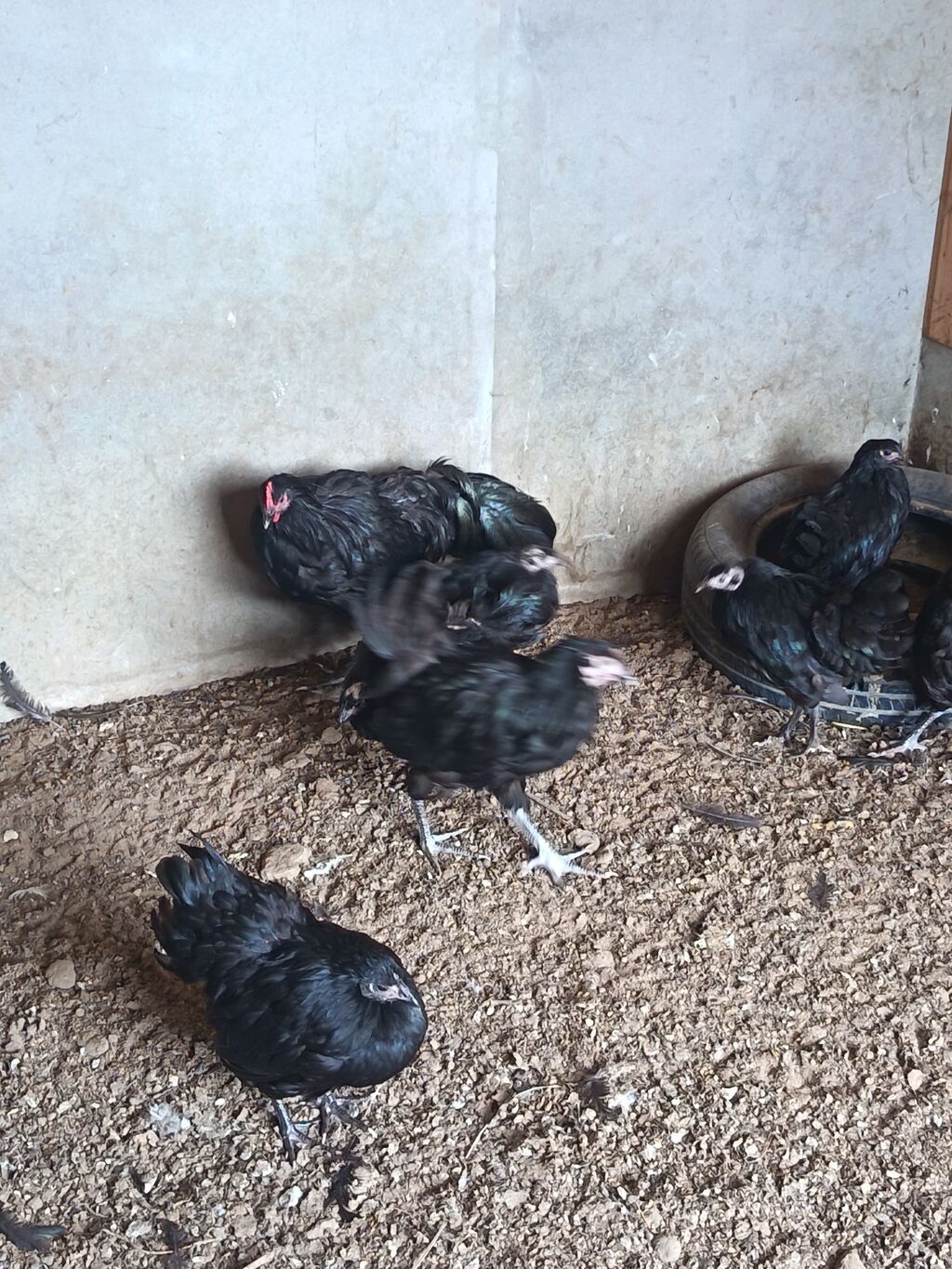 Toyuq, Australorp, Ətlik, Ödənişli çatdırılma — Heyvanlar, Digah (3)