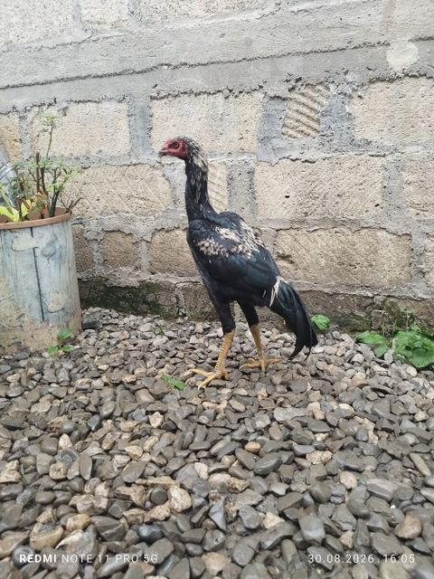 Heyratı toyuğu — Quba