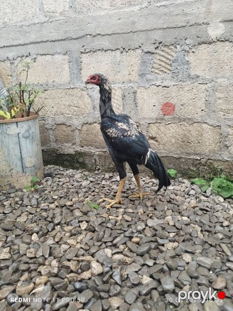 Heyratı toyuğu