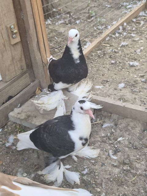 1 cut qara agbas — Sumqayıt