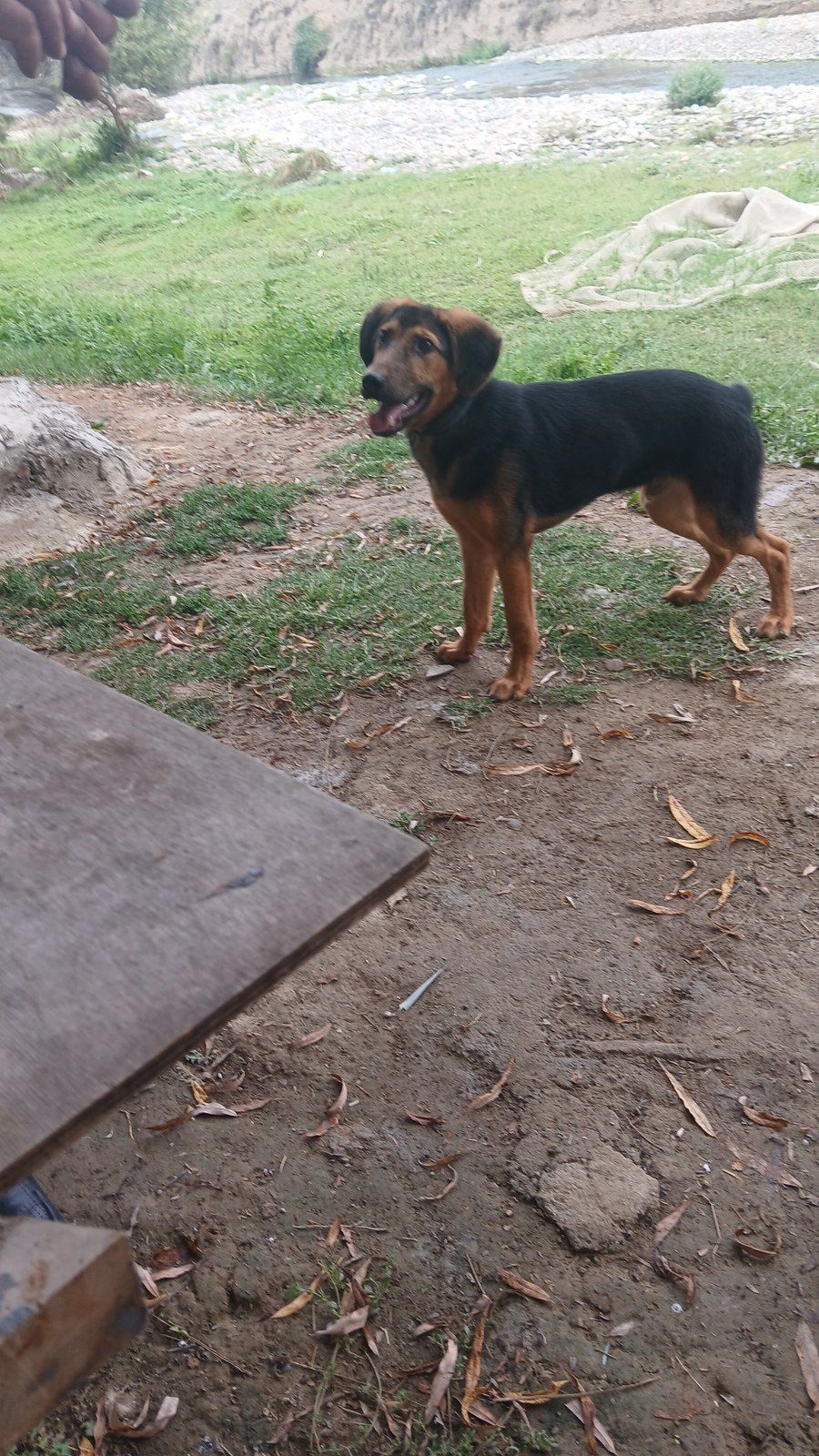 Polyak Hound ov iti — Heyvanlar, Tovuz (7)