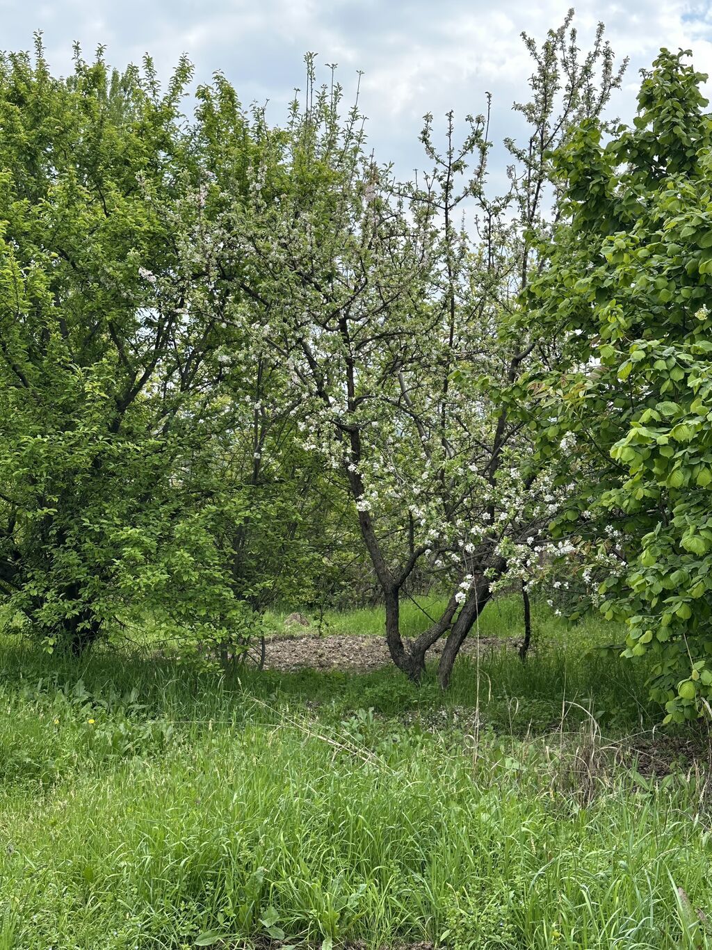 31 sot, Tikinti, Mülkiyyətçi, Kupça (Çıxarış) — Torpaq, Gəncə (7)