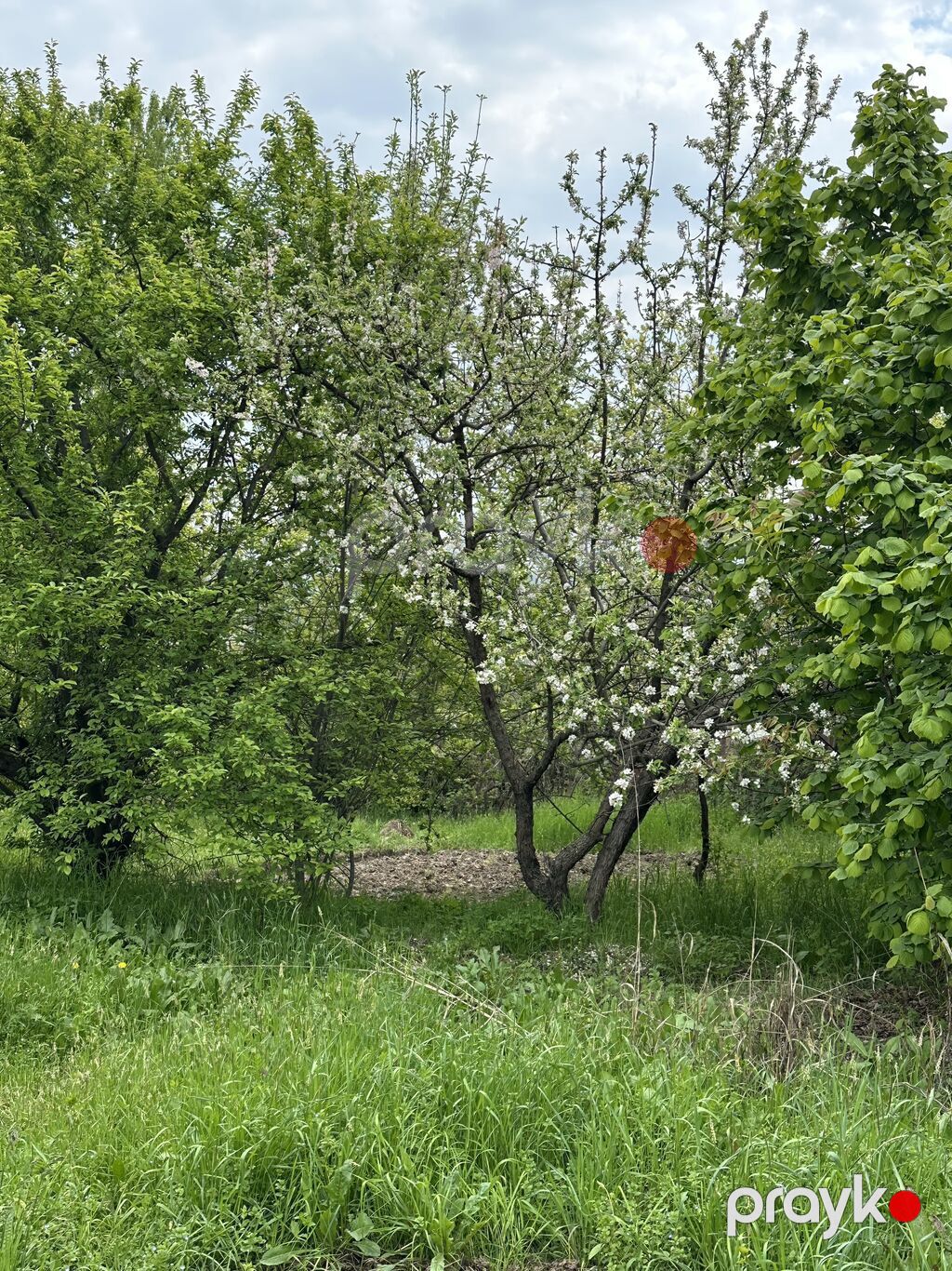 31 sot, Tikinti, Mülkiyyətçi, Kupça (Çıxarış) — Torpaq, Gəncə (7)