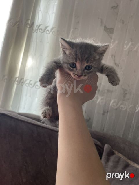 Boz rəngli balaca pişik balası - Cins: ev pişiyi (qısa tüklü