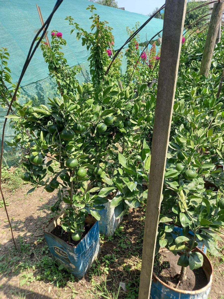 Mandelin, kinkan limon ağacları — Bitkilər, Bakı (2)