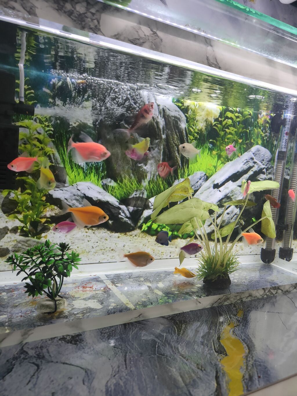 Şüşə akvarium 17 eded Glofish balığı renga reng 2 dekor bezekli — Heyvanlar, Gəncə (4)