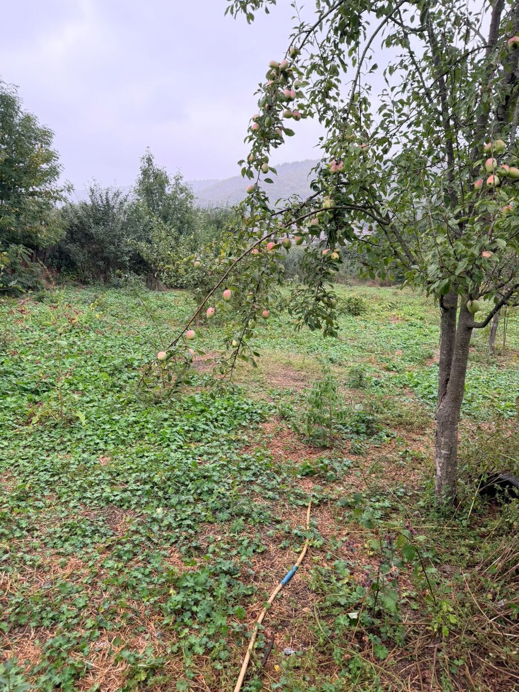 Biznes üçün — Torpaq, Xırdalan (5)
