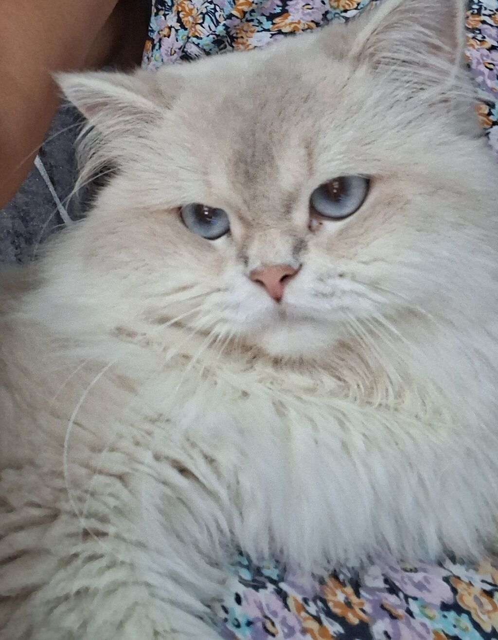 Qızıl şinşilla, Erkək, Yaxşı əllərə, Ünvandan götürmə, Ödənişli çatdırılma — Pişiklər, Bakı (2)