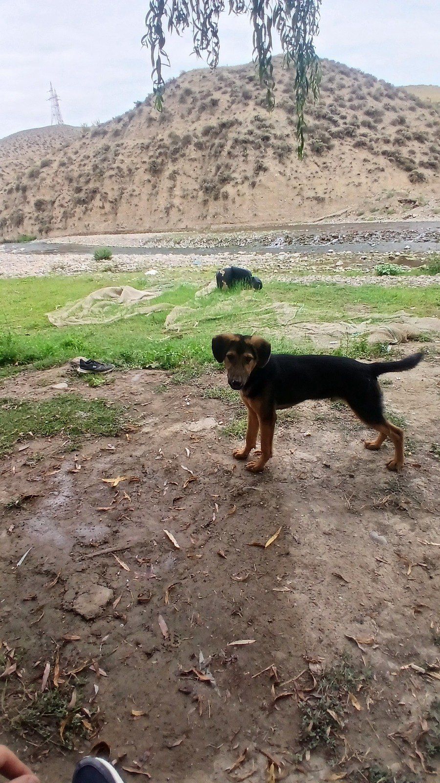 Polyak Hound ov iti — Heyvanlar, Tovuz (4)
