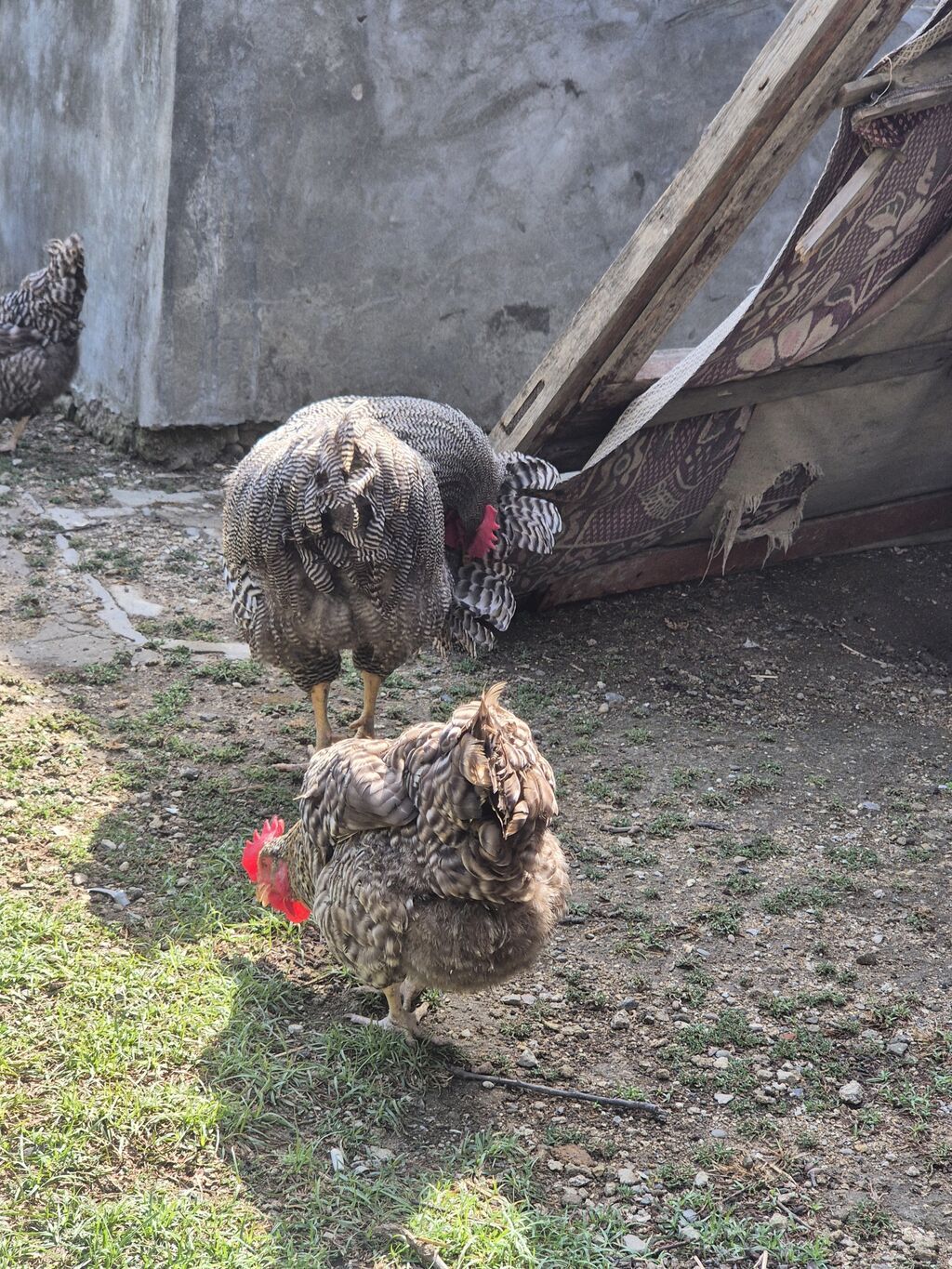 Toyuq, Yumurtalıq, Ödənişli çatdırılma — Heyvanlar, Bakı (8)