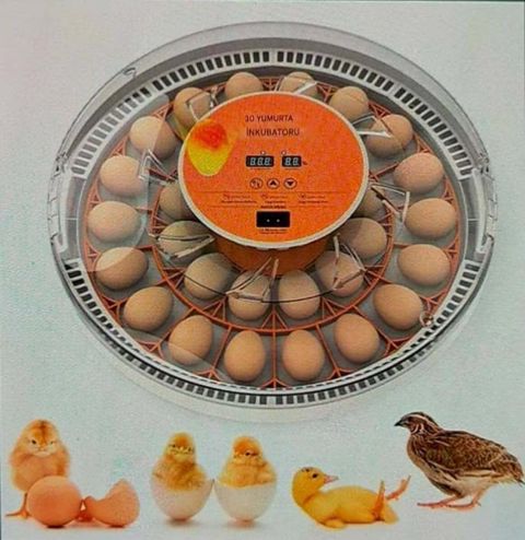 İnkubator — Bakı