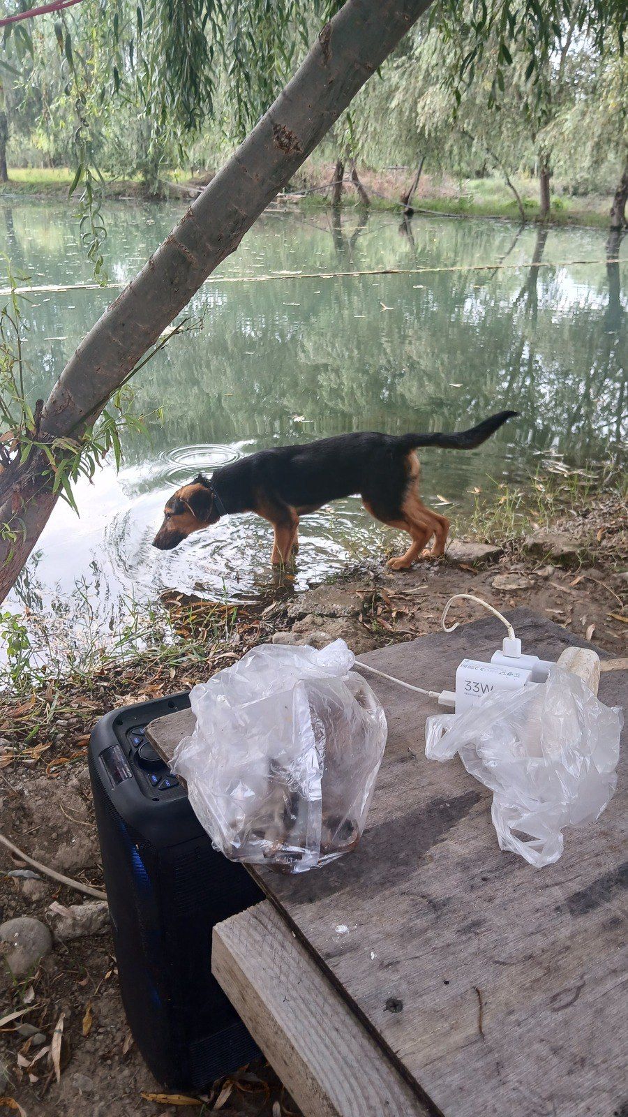 Polyak Hound ov iti — Heyvanlar, Tovuz (8)