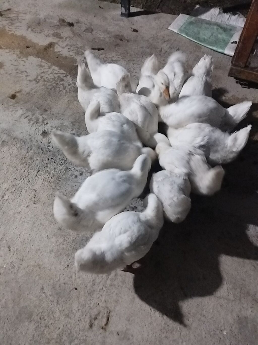 Linda Kuban qazlar 2 aylıqdır sayı 14 ədəddir. Real alıcılar narahat — Heyvanlar, Şəki (5)