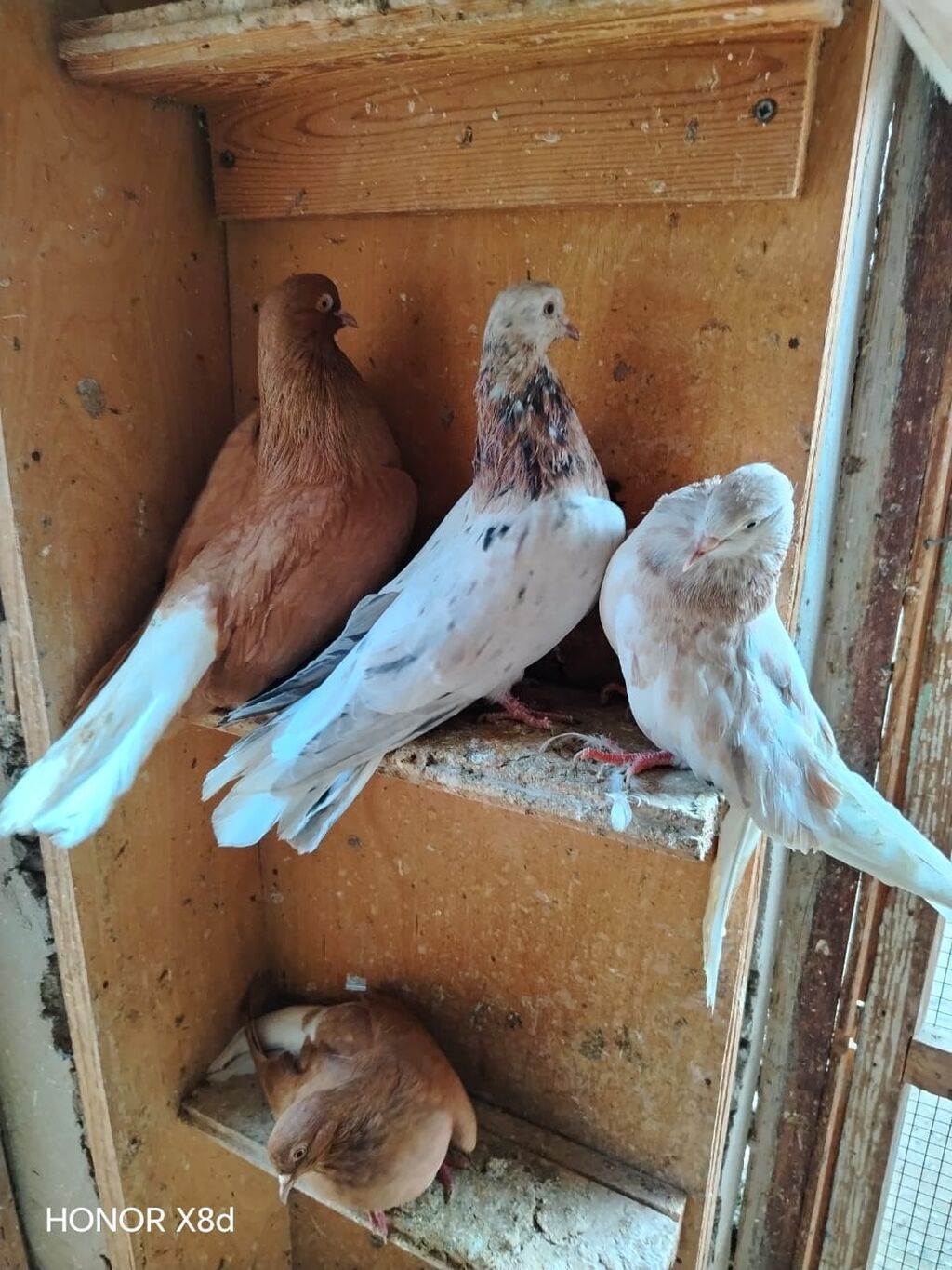 Ebreş agquyruqlar esenlerden qiymet birine aiddir unvan Suraxani — Quşlar, Digah (5)