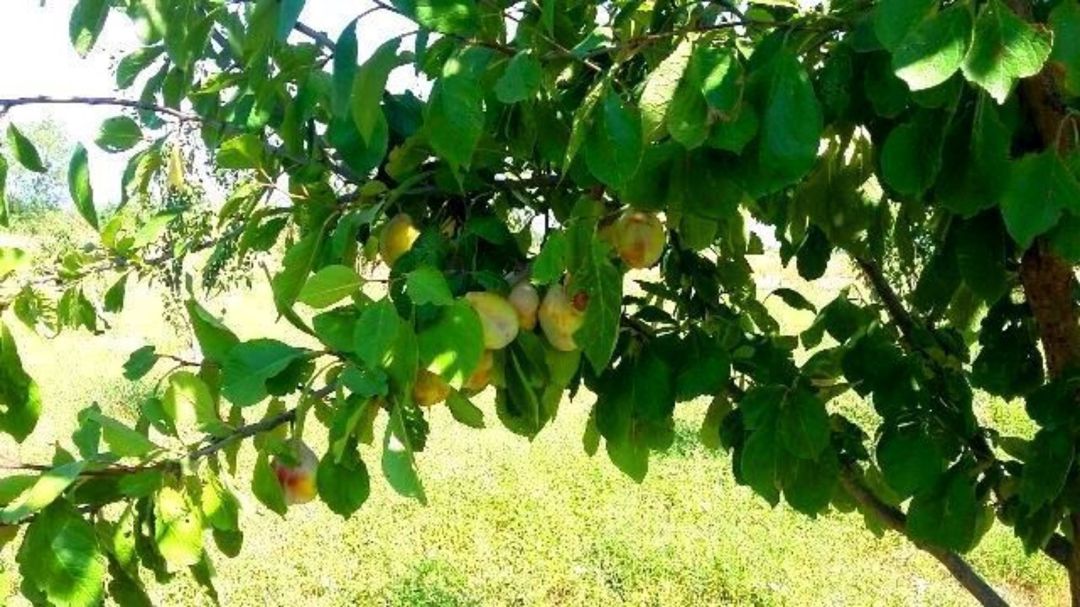 180 sot torpaq sahəsi, Xaçmaz r — Torpaq, Xaçmaz (7)
