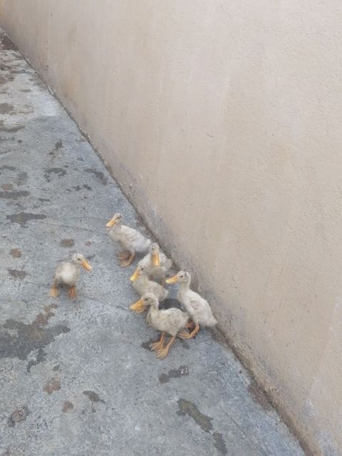 Pekin balları tam sağlam heyvanlardi saxlıya bilmirəm deye satram 6 — Novxanı