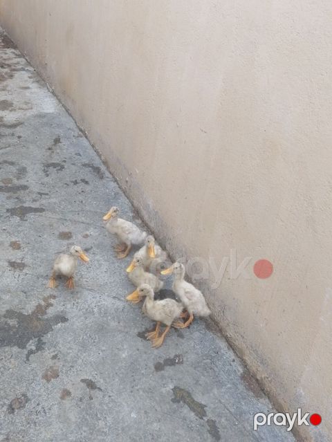 Pekin balları tam sağlam heyvanlardi saxlıya bilmirəm deye satram 6 — Novxanı