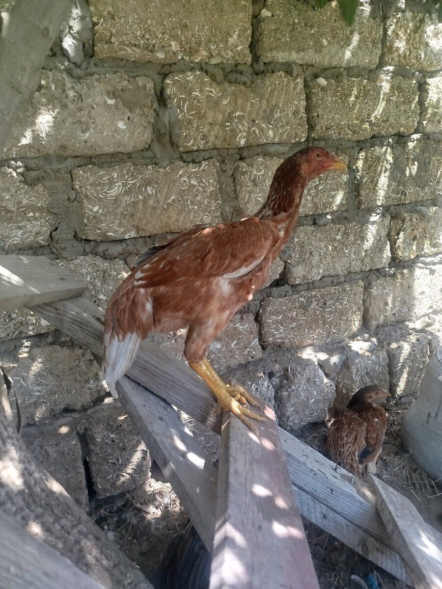 Yaponka quşu — Quşlar, Bakı (4)