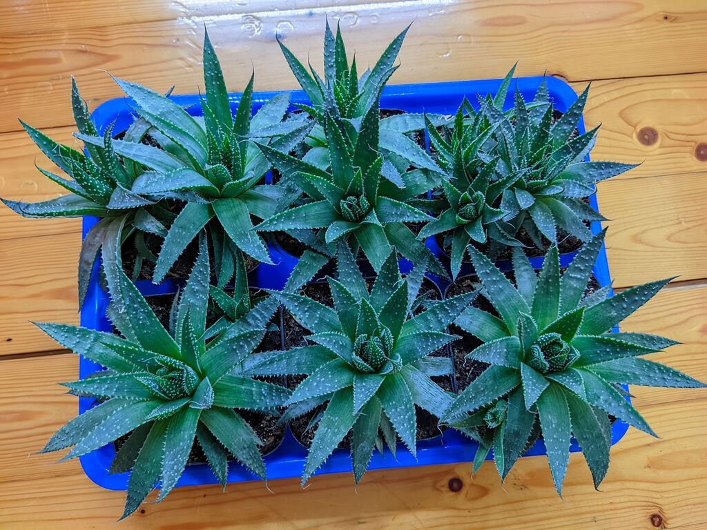 Aloe Aristata. Tam sağlam, problemsiz. Baxımı çox sadə. Torpaq — Qapı bitkələri, Sumqayıt (5)