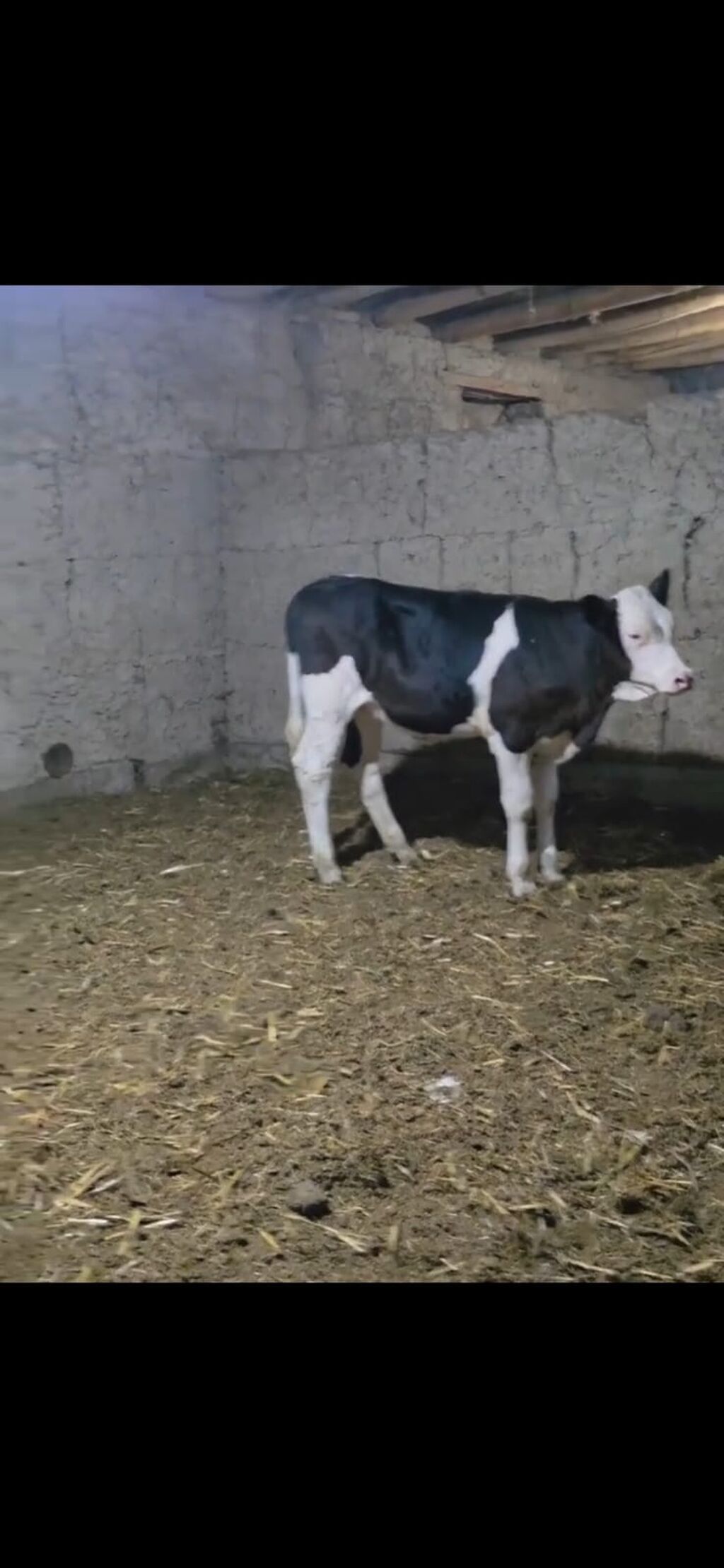 Qarışıq südlük tipli qara-ağ rəngli buzovlar. - Cins tipi — Heyvanlar, Quba (4)