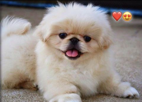 Pekines, 2 ay, Peyvəndli — Bakı