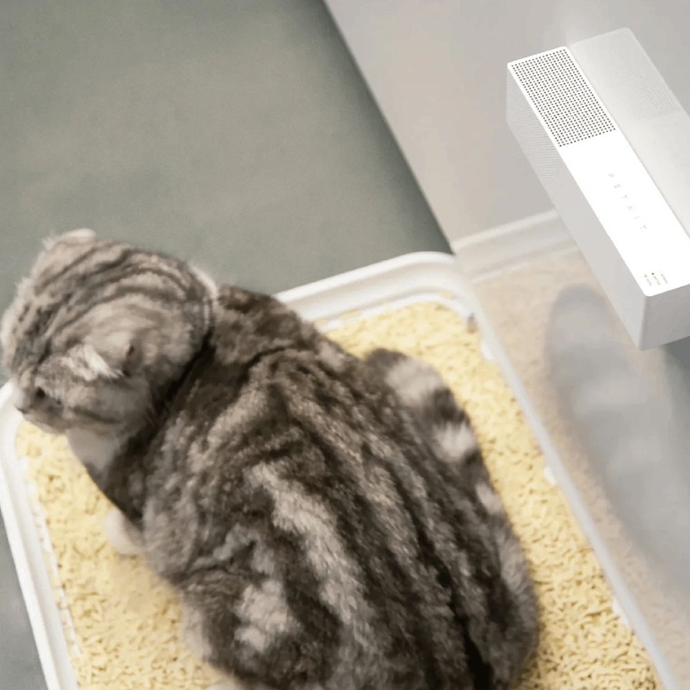 Qoxu neytrallaşdırıcısı Petkit P920 — İdman, hobi, istirahət, Bakı (3)