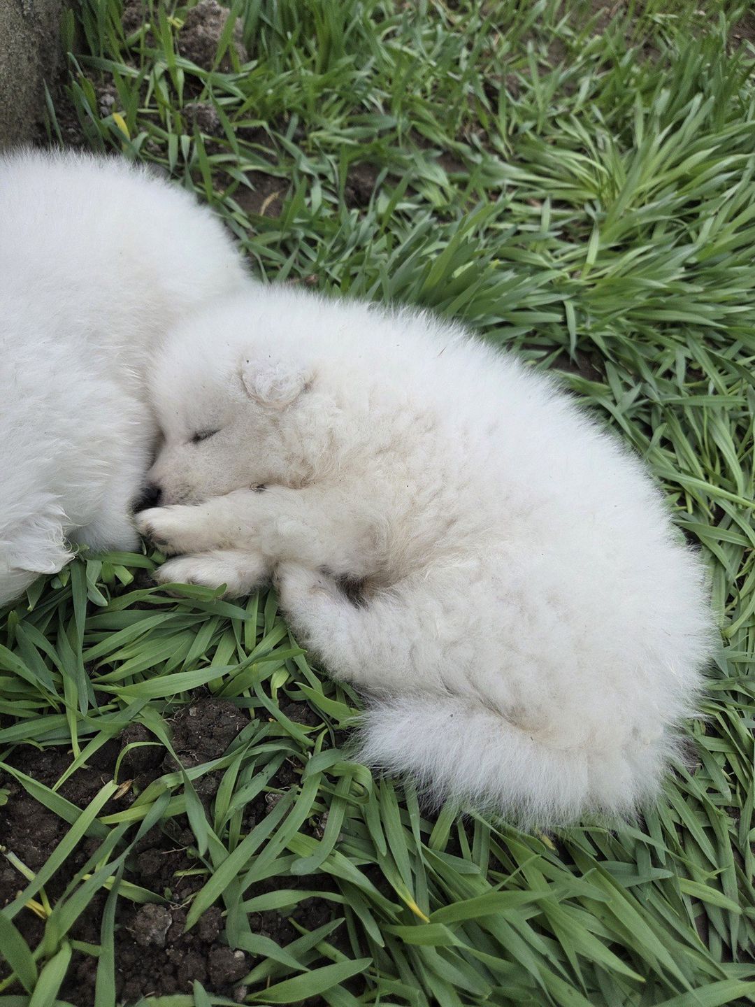 Samoyed — Heyvanlar, Bakı (7)