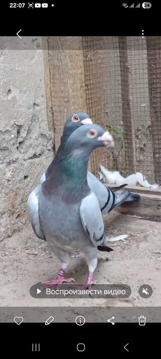 Göyərçinlər — Quşlar, Bakı (6)