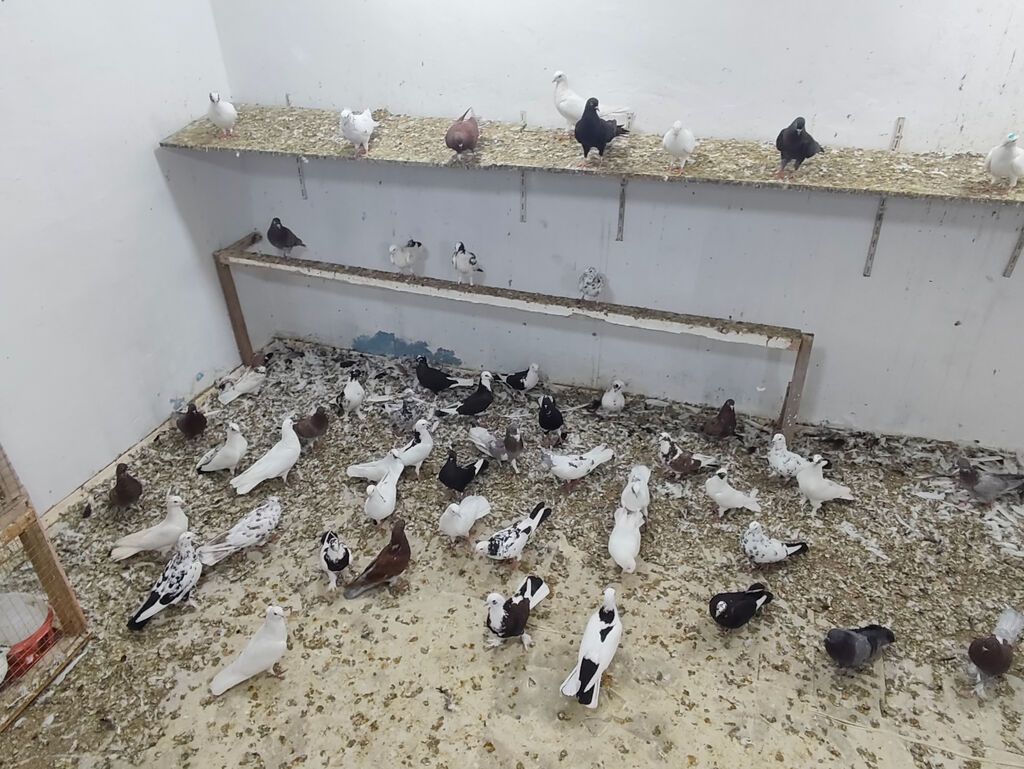 Satılır 4 manatdan hamsi tutulma heyvanlardir unvan Baki rayonlara — Digər heyvanlar, Bakı (4)