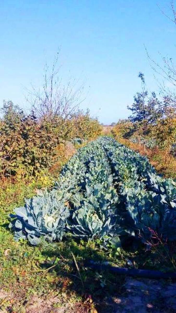 Satılır torpaq 180 sot — Torpaq, Xaçmaz (3)