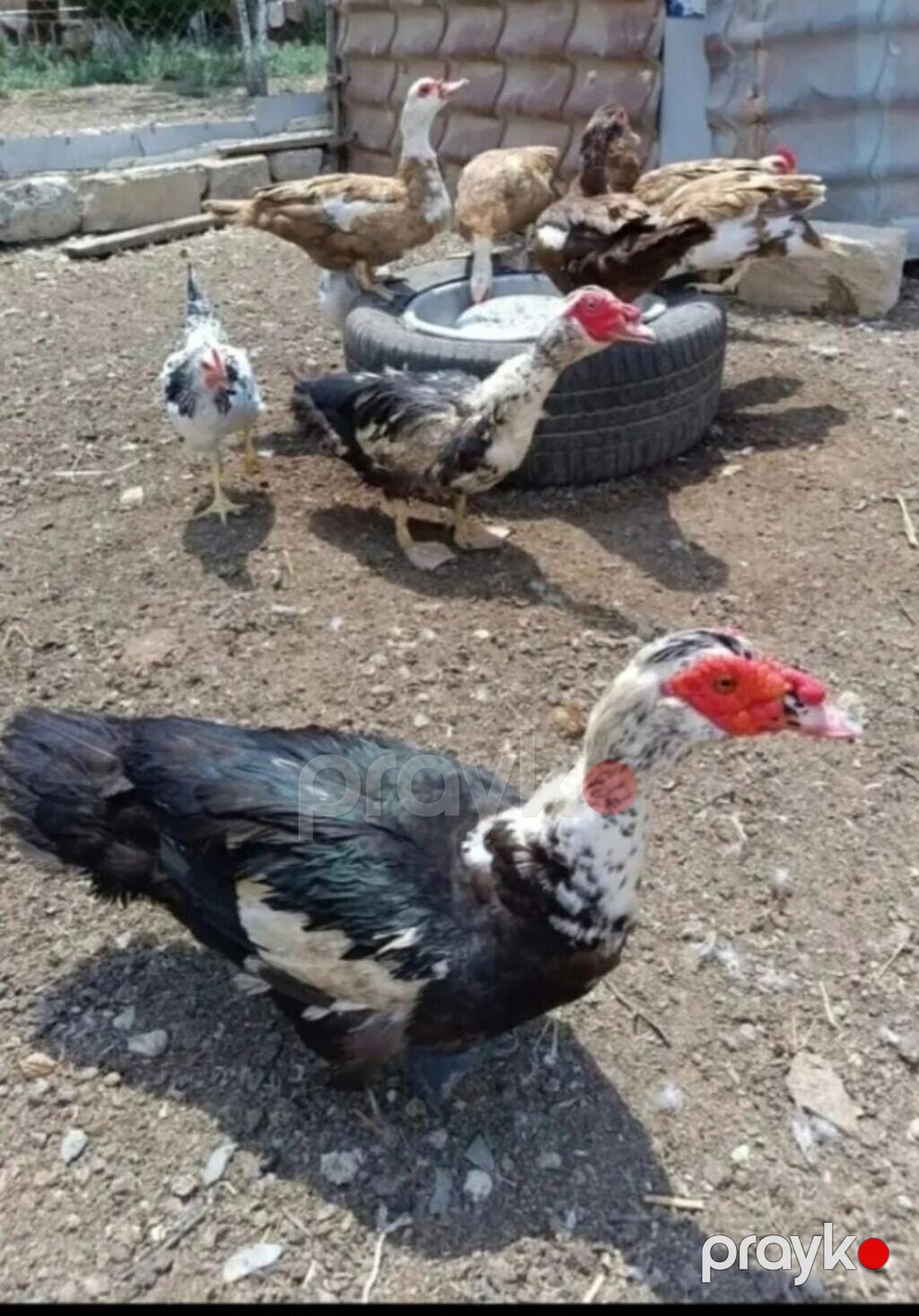 krasnadar sort Yaş qrupu: bir neçə həftəlik cücələr Rənglər — Heyvanlar, Pirəkəşkül (4)