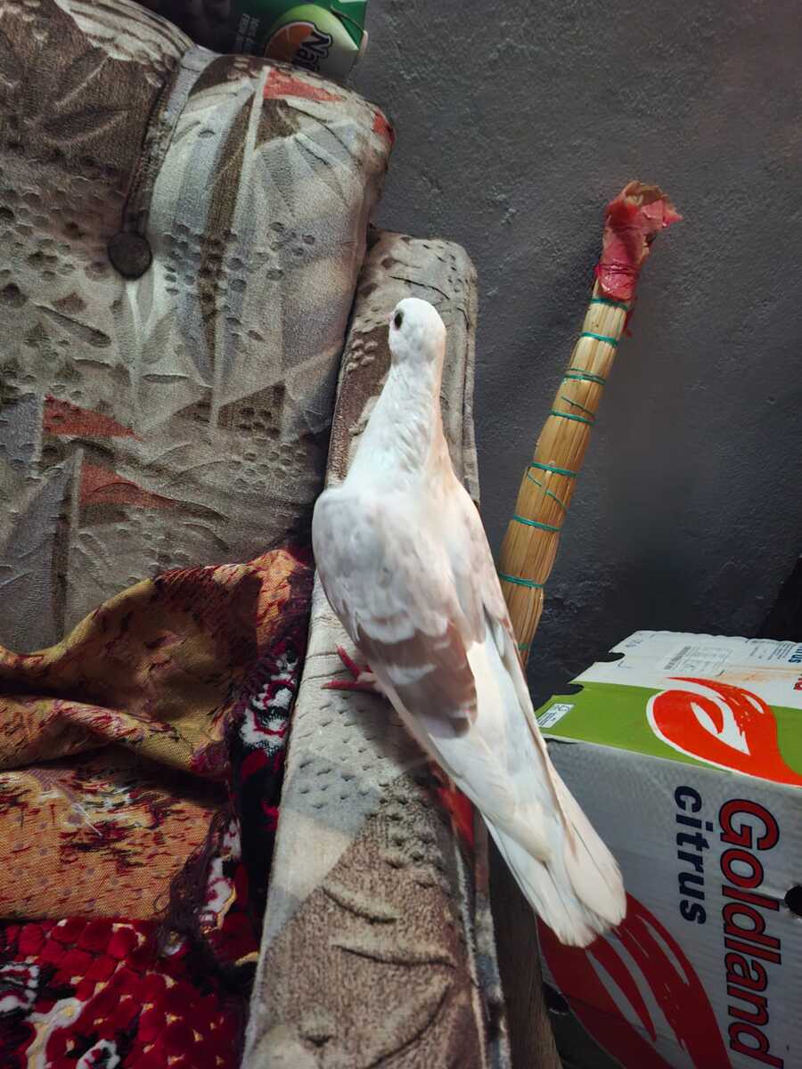 Göyərçinlər — Quşlar, Bakı (3)