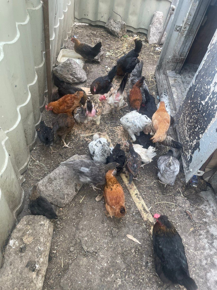 Toyuqlar və çolpalar — Quşlar, Sumqayıt (4)