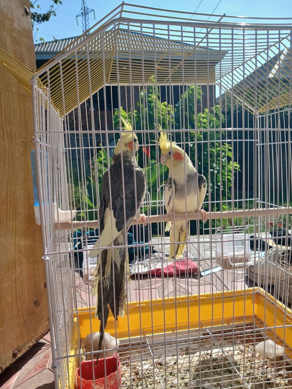 Nimfa papuqayları (cüt) - Növ: Nimfa (Cockatiel) – başında sarı ibik — Quşlar, Sumqayıt (3)