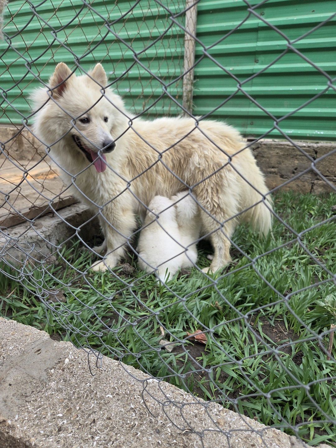 Samoyed — Heyvanlar, Bakı (5)