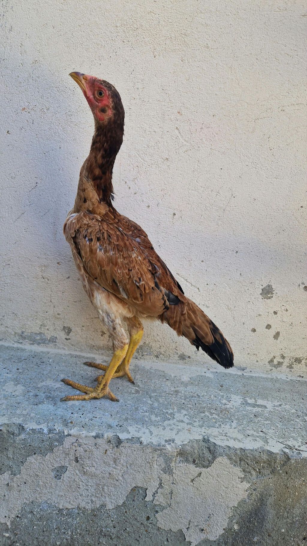 Heyvanlar Balakən-Zaqatala bölgəsində tanınmış xoruzbazın — Quşlar, Bakı (6)