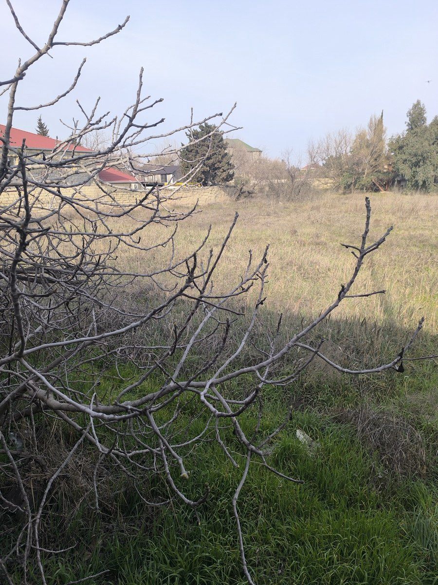 Satılır torpaq 41 sot — Torpaq, Bakı (4)