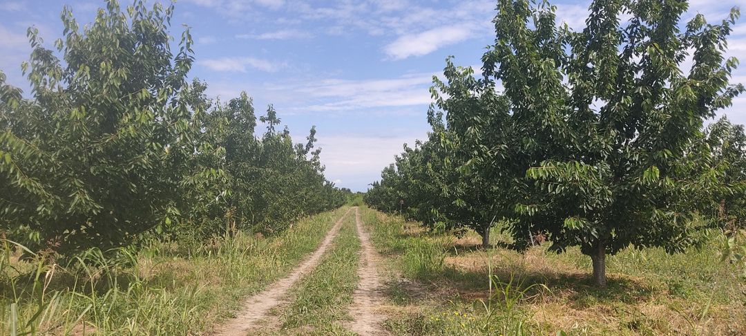 Satılır torpaq 231 sot — Torpaq, Qusar (7)