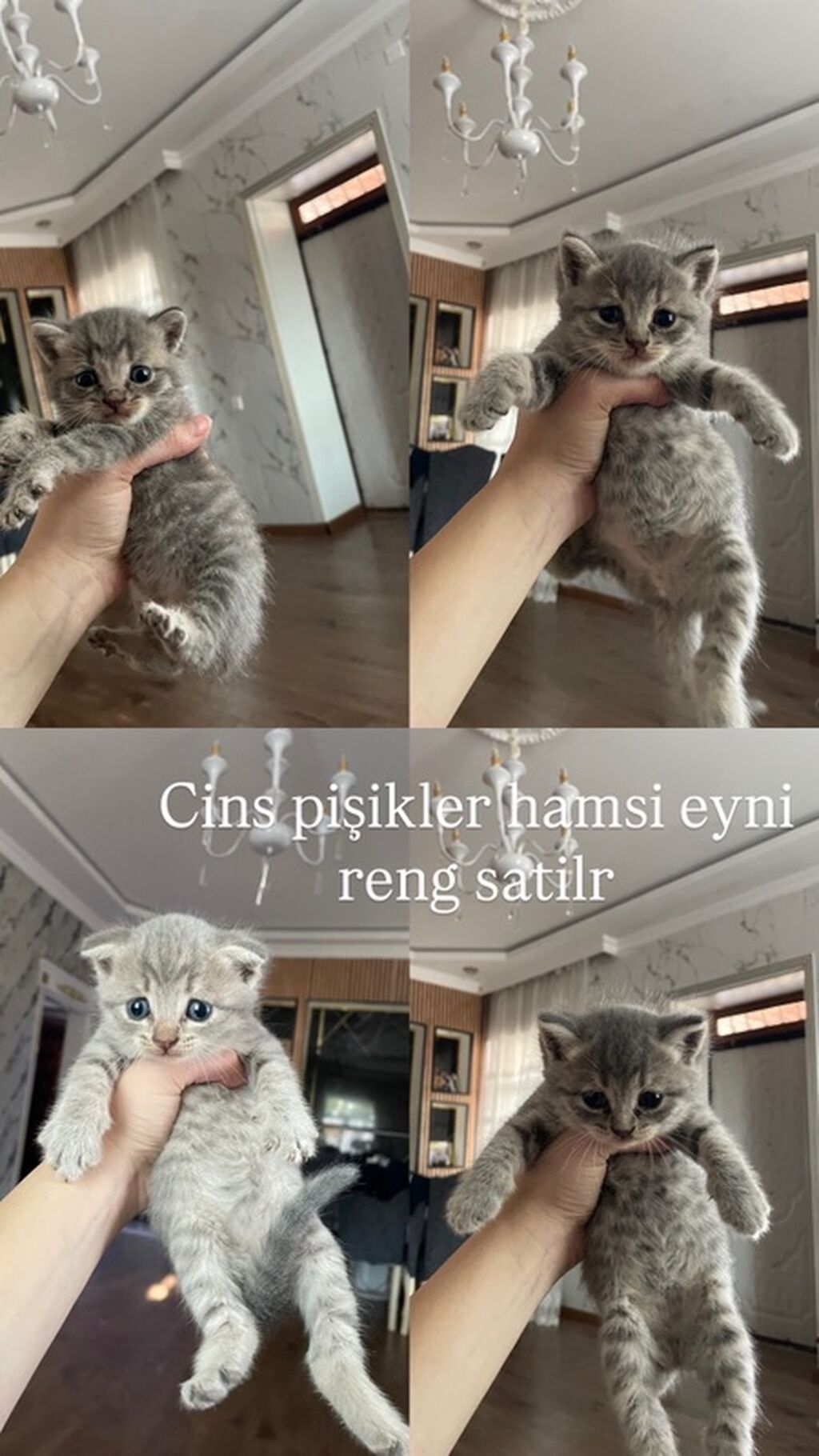 Boz rəngli balaca pişik balası - Cins: ev pişiyi (qısa tüklü — Pişiklər, Digah (8)