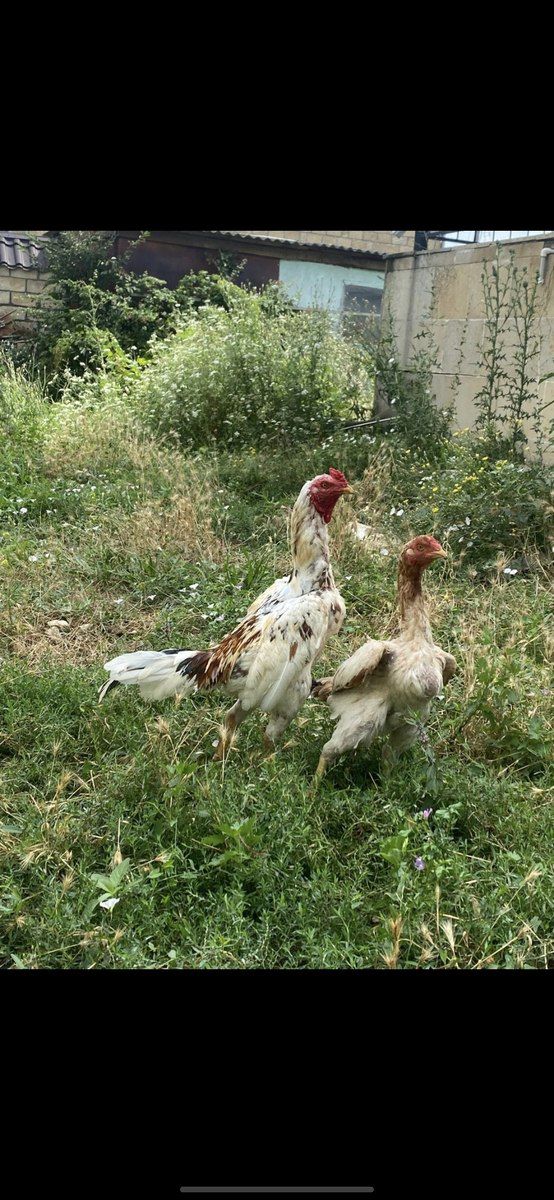 Heyratı — Quşlar, Qazax (2)