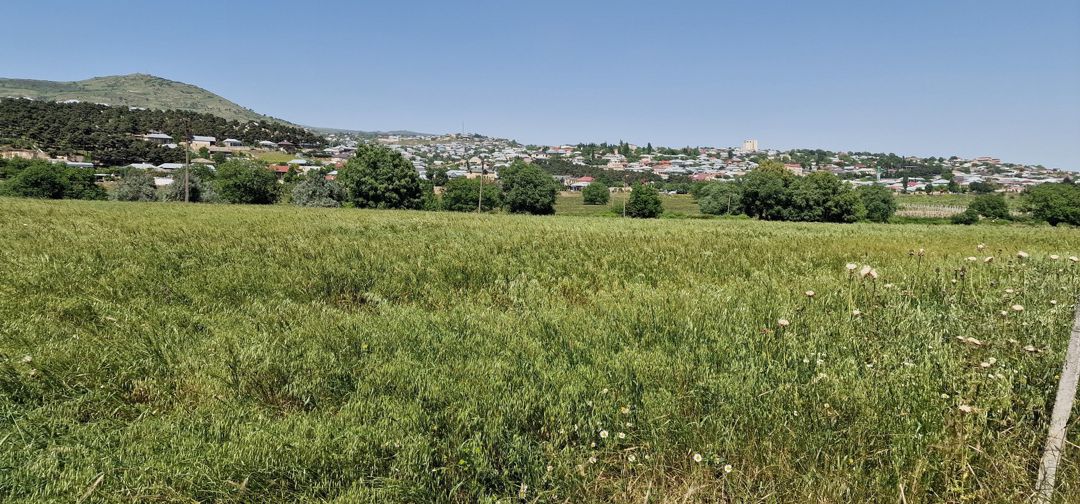 Satılır torpaq 226 sot — Torpaq, Şamaxı